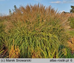 Miscanthus sinensis Ryki