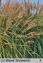 Miscanthus sinensis Ryki