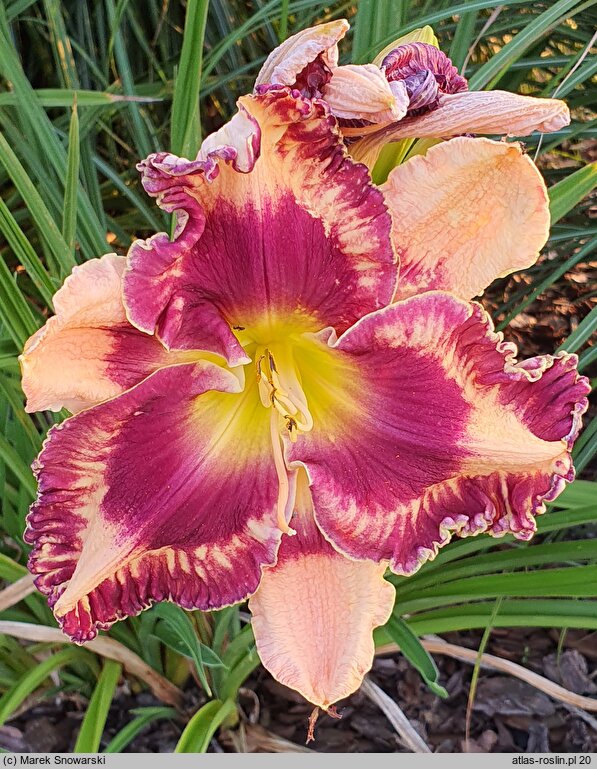 Hemerocallis ×hybrida Maravilla Black Gold