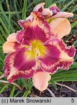 Hemerocallis ×hybrida Maravilla Black Gold
