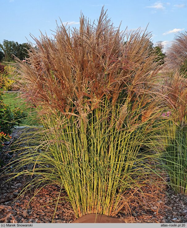 Miscanthus sinensis Ala