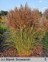 Miscanthus sinensis Ala