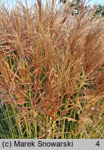 Miscanthus sinensis Ala