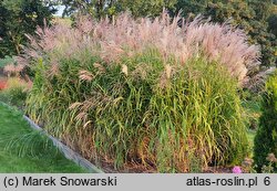 Miscanthus Lenda