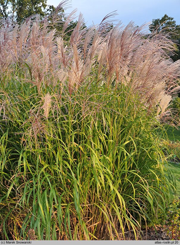 Miscanthus Lenda