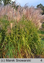 Miscanthus Lenda