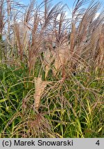 Miscanthus Lenda