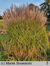 Miscanthus Radków