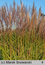 Miscanthus Radków