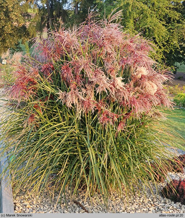 Miscanthus sinensis Boucle