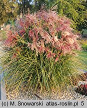 Miscanthus sinensis Boucle