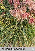 Miscanthus sinensis Boucle