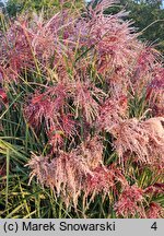 Miscanthus sinensis Boucle