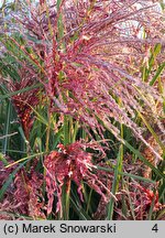 Miscanthus sinensis Boucle