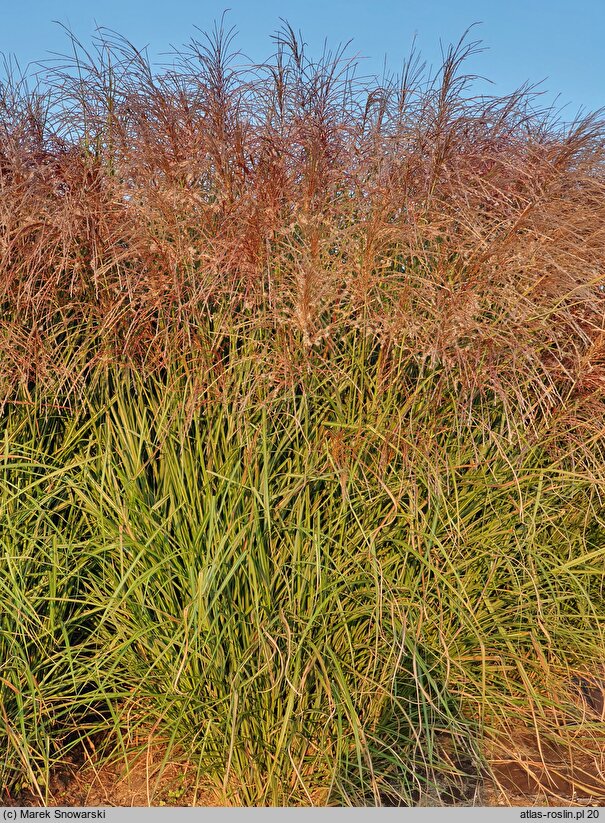 Miscanthus sinensis Cezar