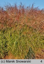 Miscanthus sinensis Cezar