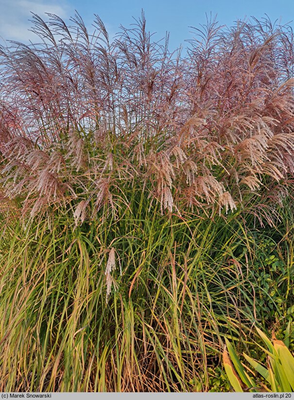 Miscanthus sinensis Snow Queen