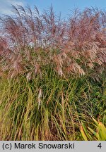 Miscanthus sinensis Snow Queen