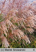 Miscanthus sinensis Snow Queen