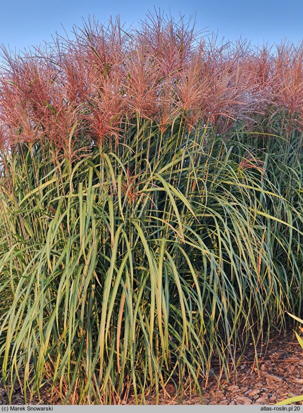 Miscanthus sinensis Lazur