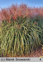 Miscanthus sinensis Lazur