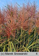 Miscanthus sinensis Lazur