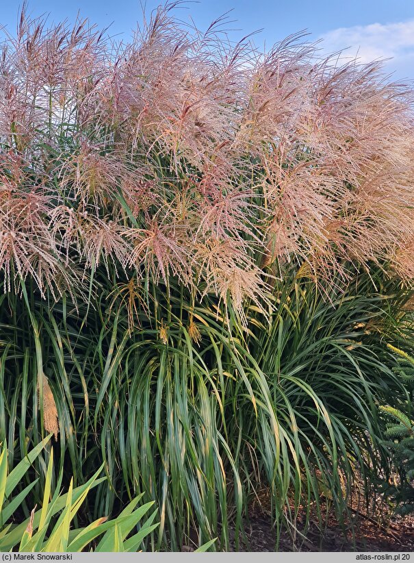 Miscanthus sinensis Golden Galaxy