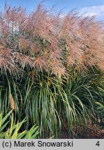 Miscanthus sinensis Golden Galaxy