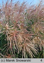 Miscanthus sinensis Golden Galaxy