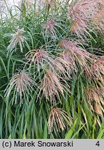 Miscanthus sinensis Golden Galaxy