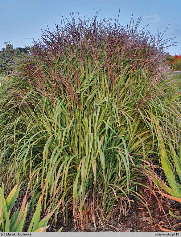 Miscanthus sinensis Pif-paf