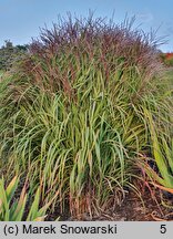 Miscanthus sinensis Pif-paf