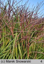 Miscanthus sinensis Pif-paf