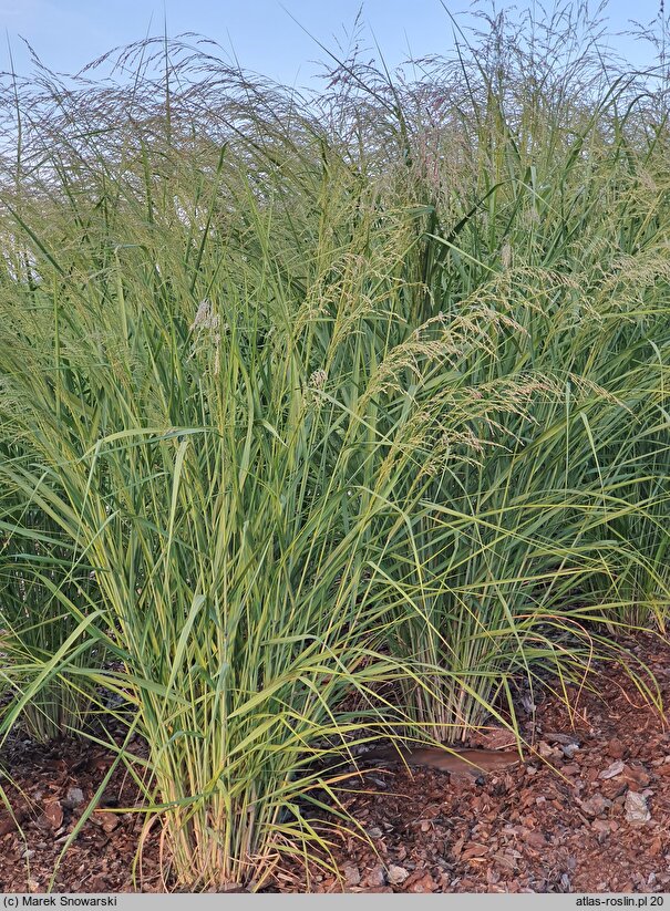 Panicum virgatum Silver Goblet