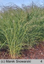 Panicum virgatum Silver Goblet