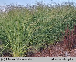 Panicum virgatum Silver Goblet