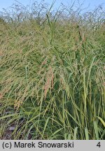 Panicum virgatum Silver Goblet