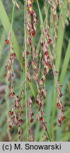 Panicum virgatum Silver Goblet