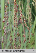 Panicum virgatum Silver Goblet