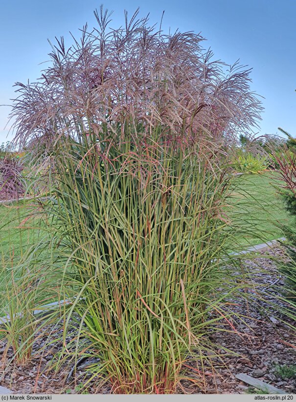 Miscanthus sinensis Red Geyser