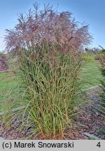 Miscanthus sinensis Red Geyser