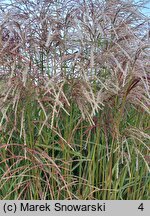 Miscanthus sinensis Red Geyser