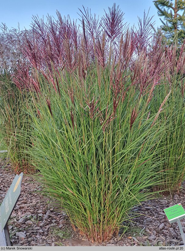 Miscanthus sinensis Folklor