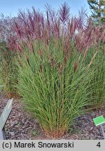 Miscanthus sinensis Folklor