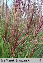 Miscanthus sinensis Folklor