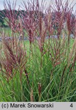 Miscanthus sinensis Folklor