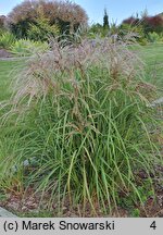 Miscanthus Makarena