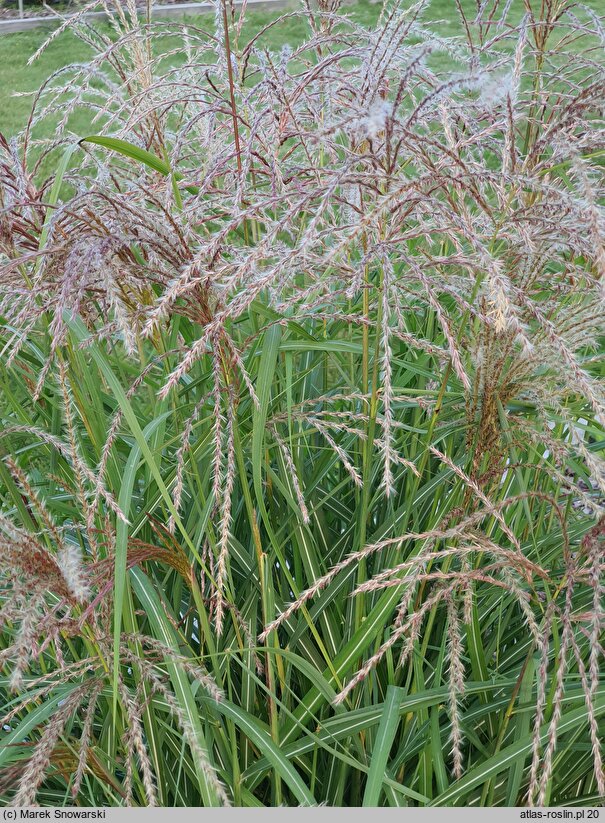 Miscanthus Makarena