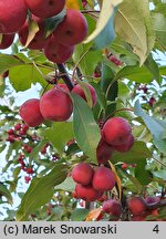 Malus ×purpurea Ola