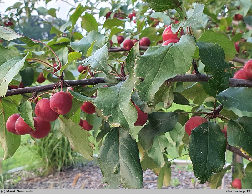 Malus ×purpurea Ola